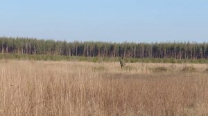 Ловля полевого жаворонка на участке провиской 12042014