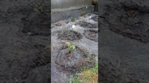 Розы. Мое Новое Хобби. Удобрение и стимуляция роста  ИЗАБИОНОМ. Помогите советами, друзья!