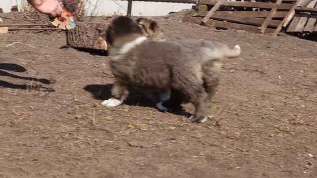 Щенки кавказцы 2 смотреть онлайн