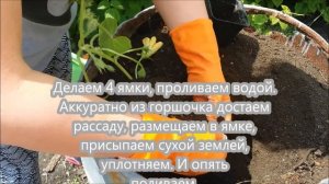 ТЫКВА - посадка рассады тыквы в бочку.