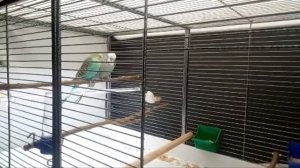 Как Согреть Попугая