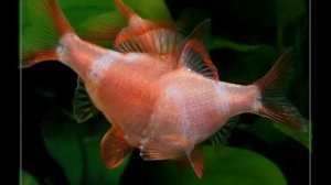 Суматранский барбус альбинос 1