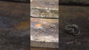 «Лисий хвост» полная сборка