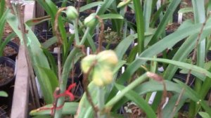 amaryllis Hippeastrum seed pod production