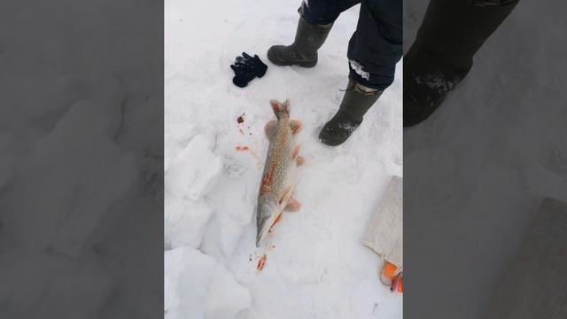 трофеи С.К.О. г . Сергеевка смотреть онлайн