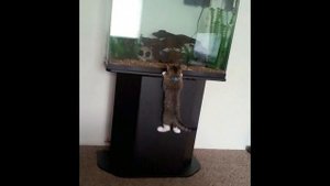 Приколы с котами и смешная озвучка животных – Магия и Кошки от PSO1