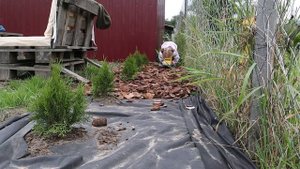 VLOG: ЗОНА ОТДЫХА на даче. Подсыпаем кору под туи.