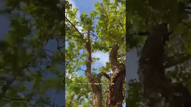 Отзыв клиентки после второго года обрезки сада смотреть онлайн