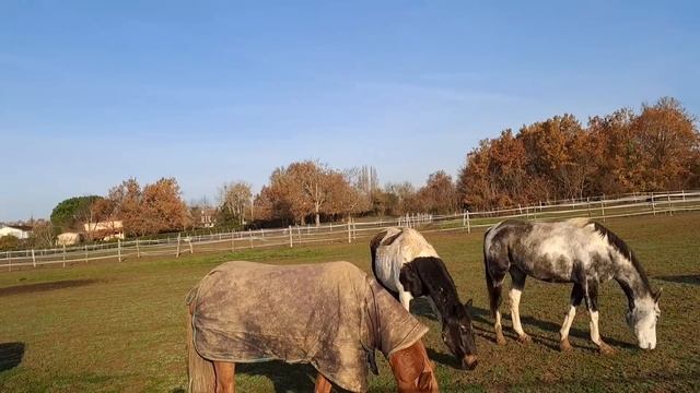 43 МОЛОДЕЦ В КАФТАНЕ,ДЕВКА В САРАФАНЕ смотреть онлайн