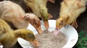 Кормление бройлерных утят
