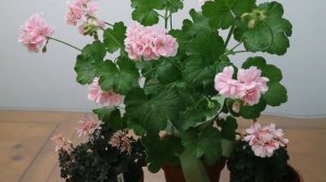 259.April Pelargoniums 1 (4월 제라늄 1편 )