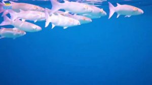 Красное море.4k Ultra HD Video Relax Music, Beautiful Red Sea, Relaxing Jazz Music