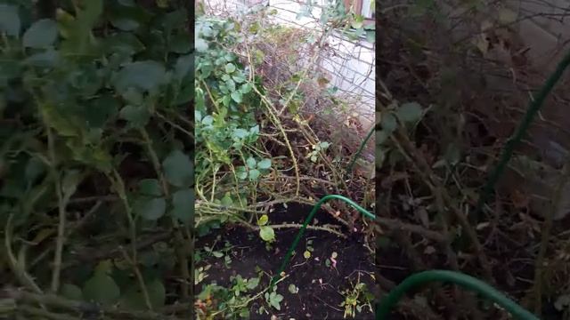 Розариум Ютерсен. Осенняя обрезка  и укрытие на зиму.