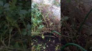 Розариум Ютерсен. Осенняя обрезка  и укрытие на зиму.