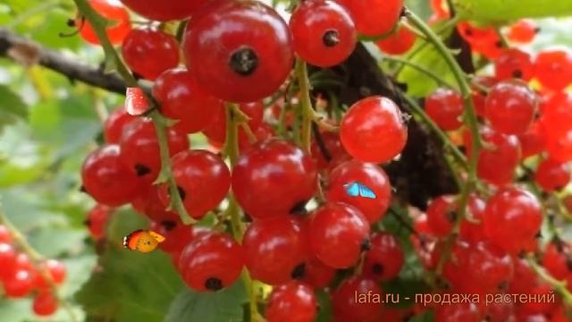 Смородина красная Красный крест (ribes rubrum) ? обзор: как сажать, саженцы смородины Красный крест