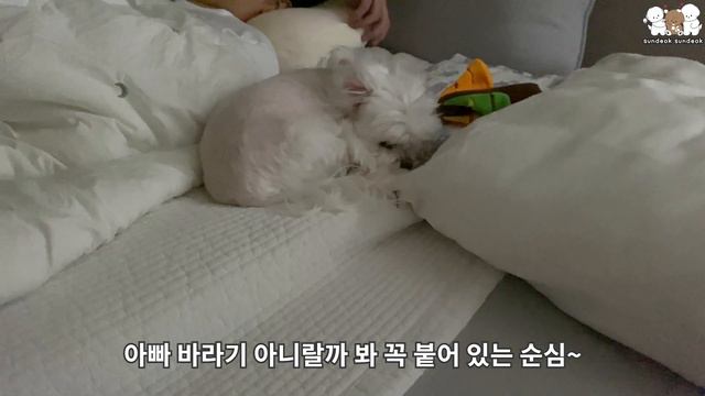 귀여운 강아지들의 흔한 일상