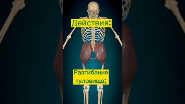 Большая ягодичная мышца