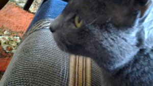 Тиша и песня.  Тиша танцует.