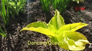 хоста Dancing Queen весь сезон