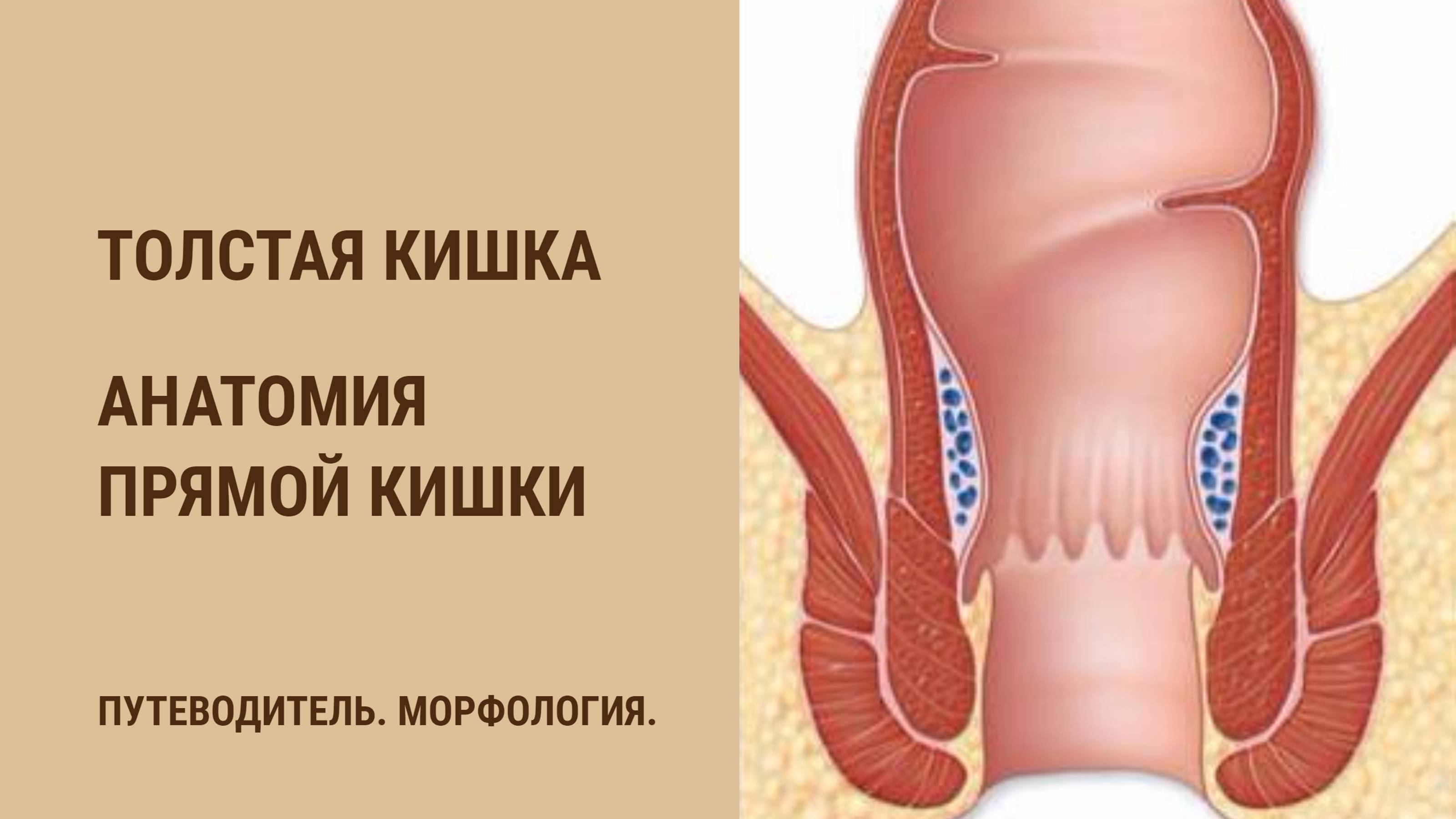 Толстая кишка. Анатомия прямой кишки