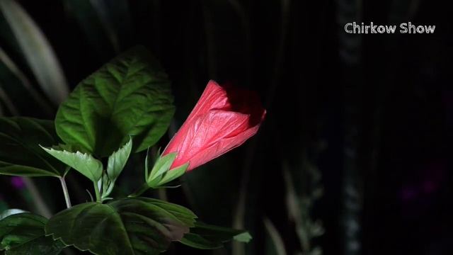 Цветок смерти зацвел! УСКОРЕНО В 550 РАЗ смотреть онлайн