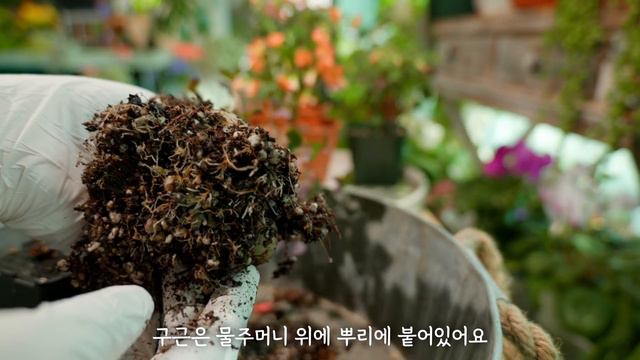 [4K]꽃 인심 좋은 사랑초 소개 / 사랑초 물꽂이해서 외목대 만드는 방법 (feat. 스테노린차) /사랑초 키울 때 주의할 점 смотреть онлайн