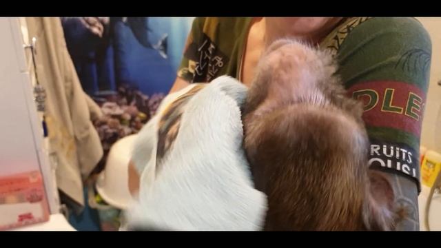 Monkey Home  наше утро!( домашние макаки)