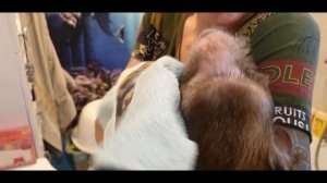 Monkey Home наше утро!( домашние макаки)