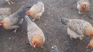 Борковская Барвистая занеслась в 4,5 месяца. Вес яиц.  Заложила яйца в инкубатор от кросса Тетра