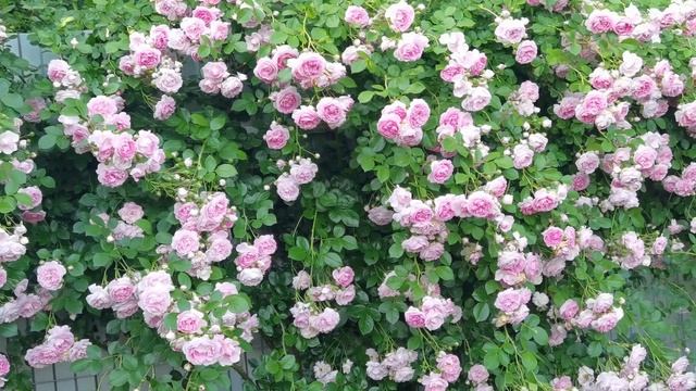 16.06.21.А теперь ЖАСМИНА или чем закрыть беседку. смотреть онлайн