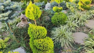 Формирую НИВАКИ,за 28тыс.