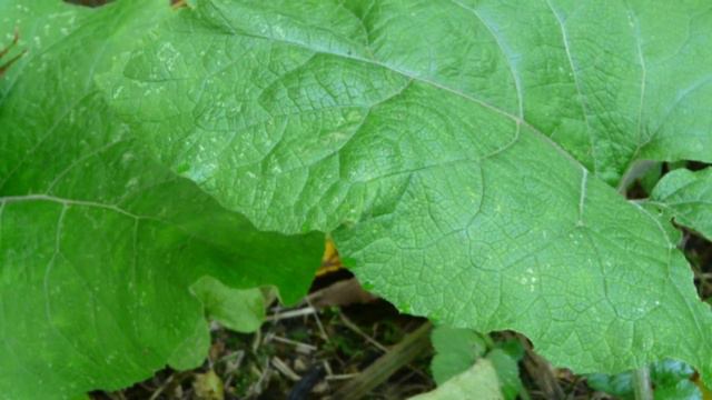 При боли в суставах необходимо: (6). Что делать при боли в суставах. Лекарственные травы и растения смотреть онлайн