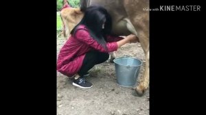 Узбек кизи сигирни додини бирди