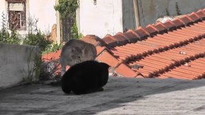 Коты дерутся на крыше