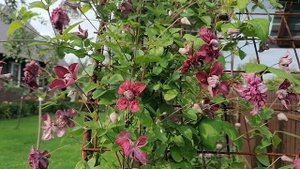 клематис Пурпуреа Плена Элеганс (Purpurea Plena Elegans)
