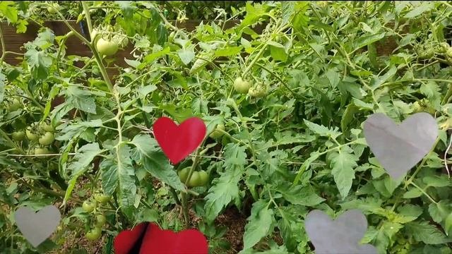 Урожайные сорта томатов/Сорт Локомотив/Обзор и отзыв