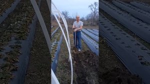 Интересная ягода! Готовим теплицу-балаган, для накрытия пленкой.