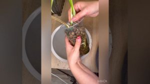 Полугидропоника . Монстера Альба. Тайское созвездие. Эпипремнум вар. Монстера манки. 5.12.23