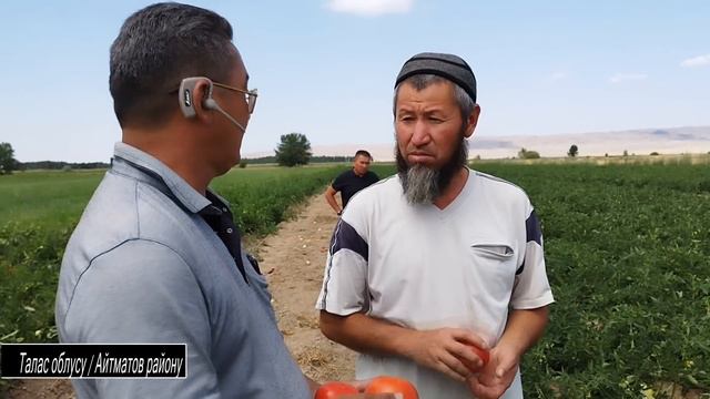 МИЛЛИОН СОМДОН АШЫК ПАЙДА ТАПКАН ТАЛАСТЫК ДЫЙКАНДАР КАНДАЙ ПОМИДОР ӨСТҮРӨТ смотреть онлайн