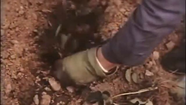 Выращивание клубники в СССР. смотреть онлайн