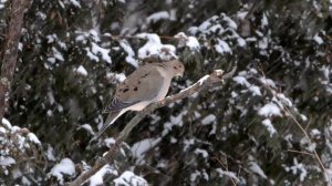 Mourning Dove