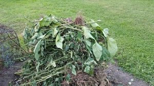 Мужа выписали. Тыкву убрали, работаем 24