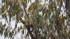 Black Baza on the nest.