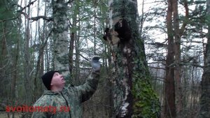 Чага. Главный лекарь среди грибов