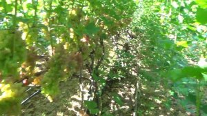 Кишмиш Лучистый на 15.08. Урожай 2016г