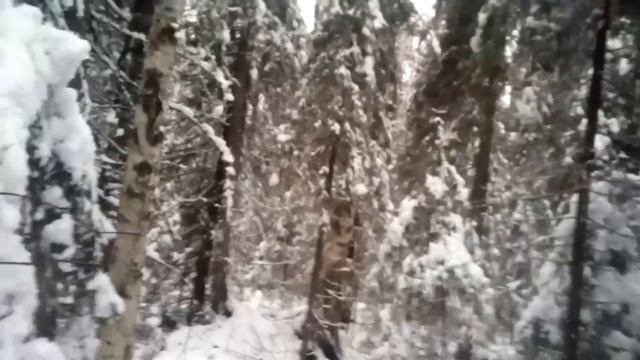 Сбор берёзовой чаги на сдачу. смотреть онлайн