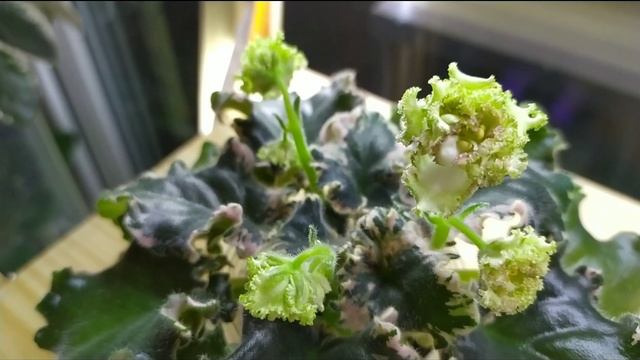 Пёстролистные сорта фиалок! Фиалки зимой! Сорт ЯН- Каприз. смотреть онлайн