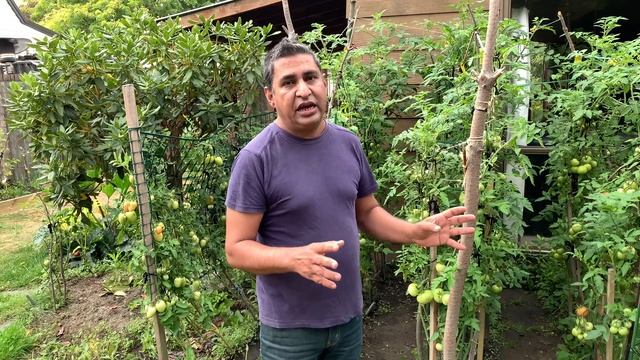 Russian Black Krim - Harvesting - Mar 2021 - Project Food Garden смотреть онлайн