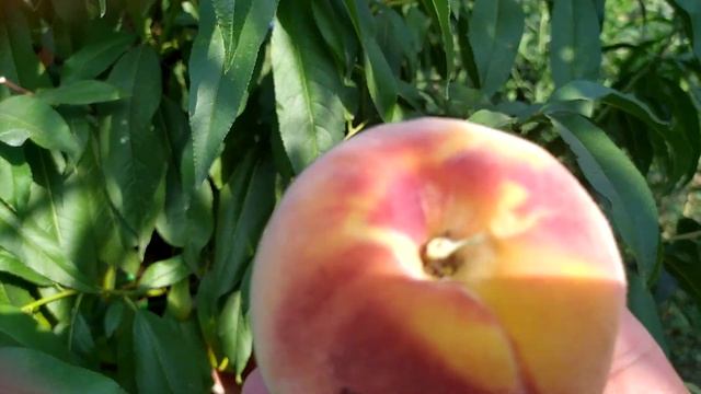 Персик PF 23 Флеминг Фьюри (PF 23 Flamin' Fury) смотреть онлайн