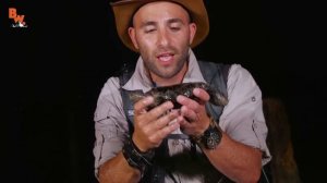 Огромный МОРСКОЙ ОГУРЕЦ с бородавками